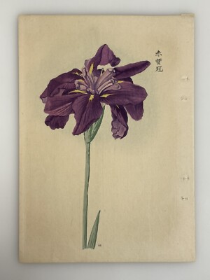 Japanese Iris Woodblock Print Hand Colored 1921 Manabu Miyoshi Botanical Antique