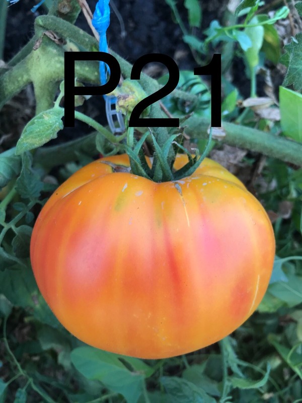 Graine / Seed Tomate Taille Grosse VariÃ©TÃ© 