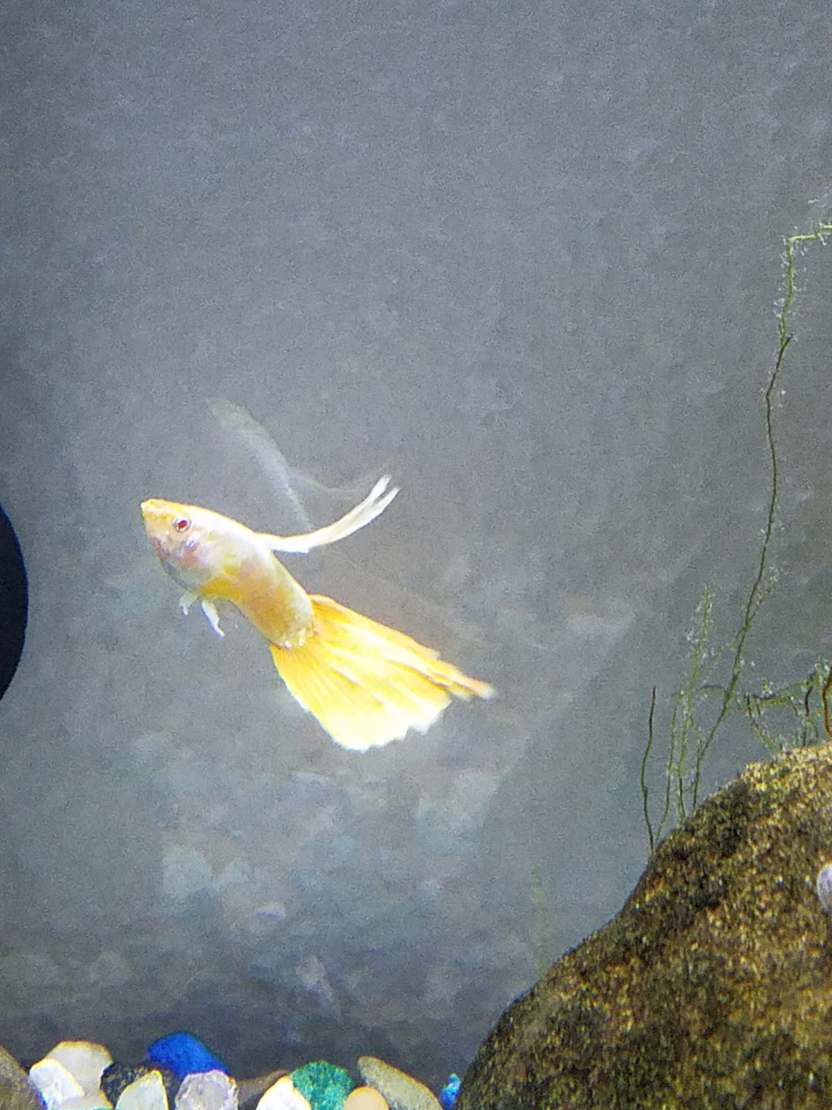 1 Beautiful Adult Trio Albino Platinum AOC (Orange) Gene - Rare Guppies