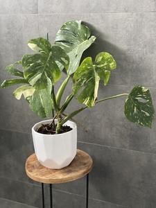 Monstera Thai Constellation Plants Gumtree Australia The Hills District Kenthurst 1262541498