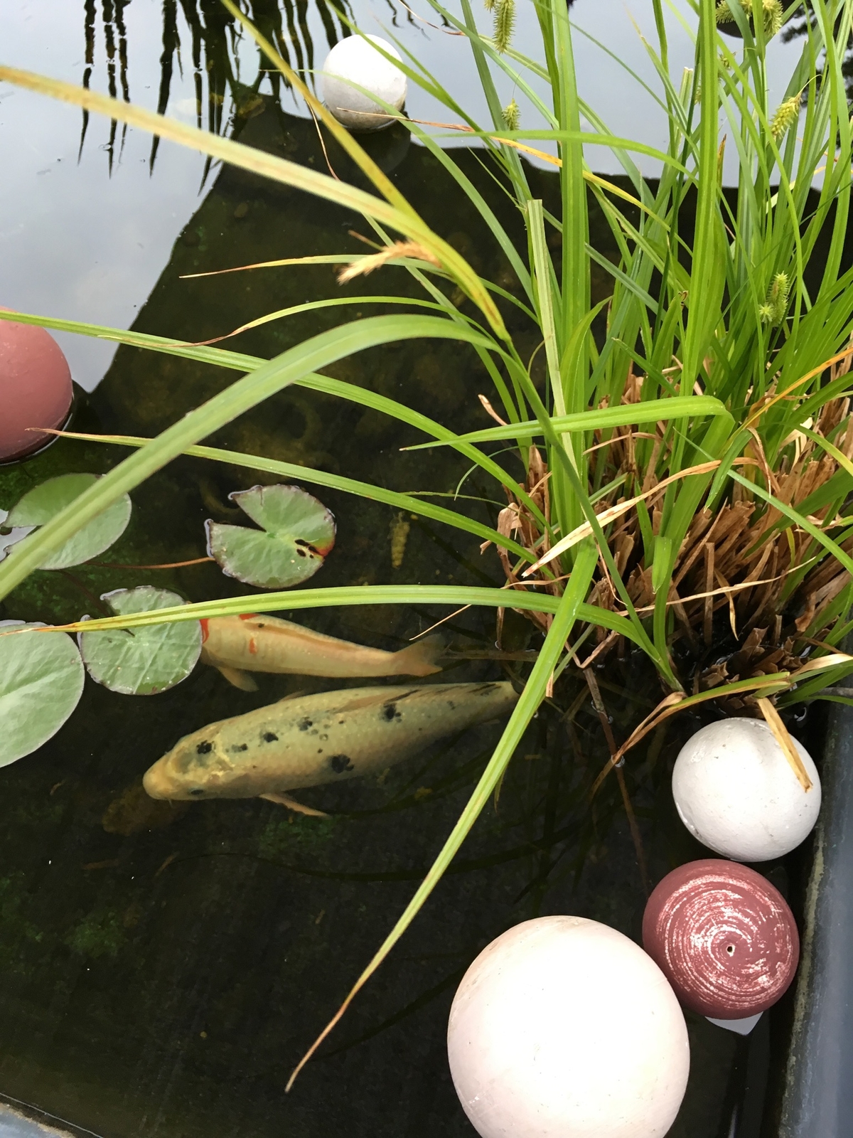 Sera Pond Sticks Energy Plus Aliment énergétique Pour Poissons De Bassin 40l P 20793