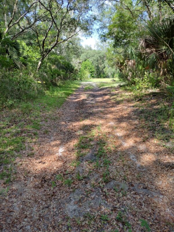 Florida Lake George State Forest Land Lot Volusia Co.
