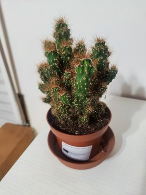Foto dell'oggetto di un acquirente verificato