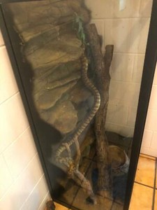 Snake With Enclosure Included Reptiles Amphibians Gumtree