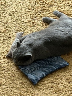 Artikelfoto(s) von einem verifizierten Käufer