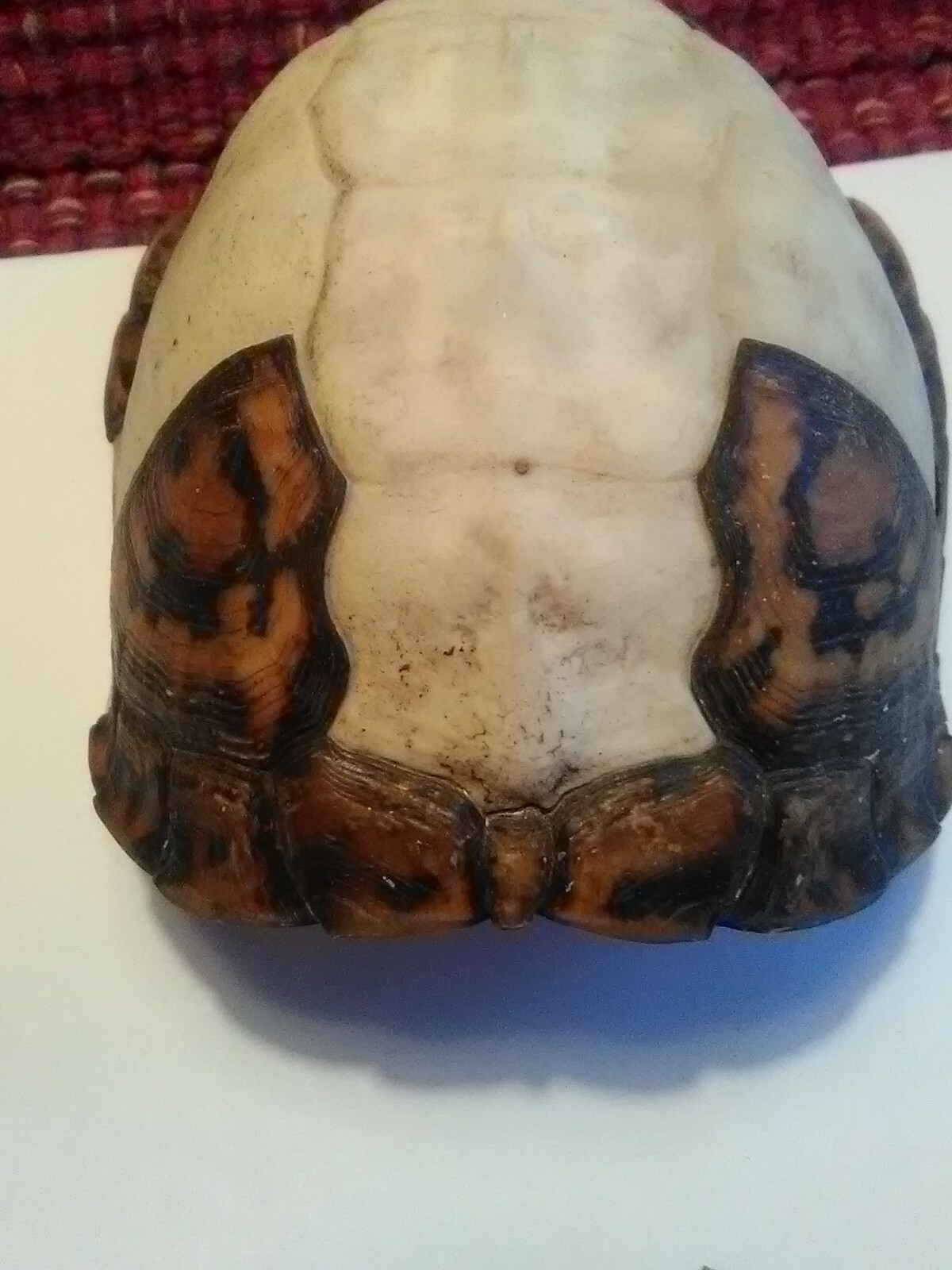 Eastern Box Turtle Shell some scutes 5