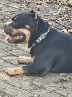 Fotos del artículo de un comprador verificado