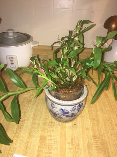 Dendrobium Spring Bird Kurashiki