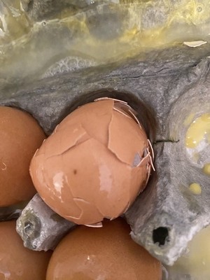 Artikelfoto(s) von einem verifizierten Käufer