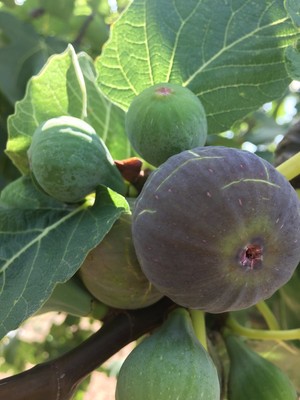 3 fresh Fig tre...