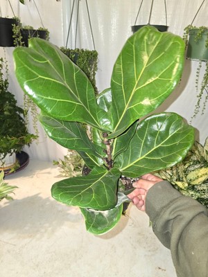 6'' Pot - Fiddle Leaf Fig Ficus Lyrata Live Houseplant - Get Similar