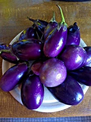 10  Mini- Aubergine violett Auberginen  Balkon Freiland Gefäße Samen 
