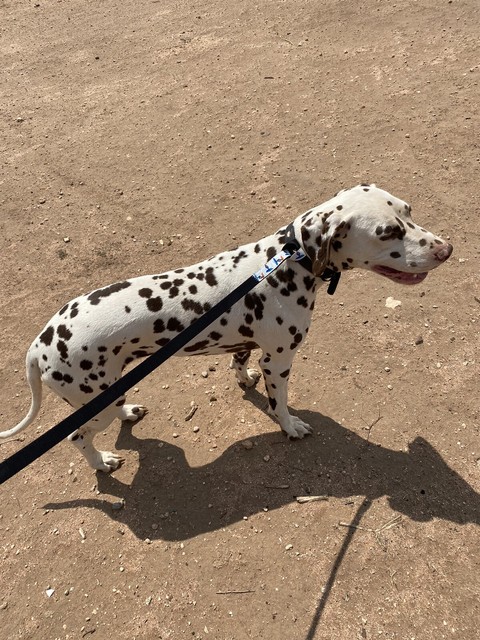 Dalmatian essay image