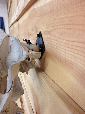The "Buffalo Bracket" European Skull Hanger for Bison, Elk, and Cattle Skulls