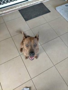 gumtree dogs north east