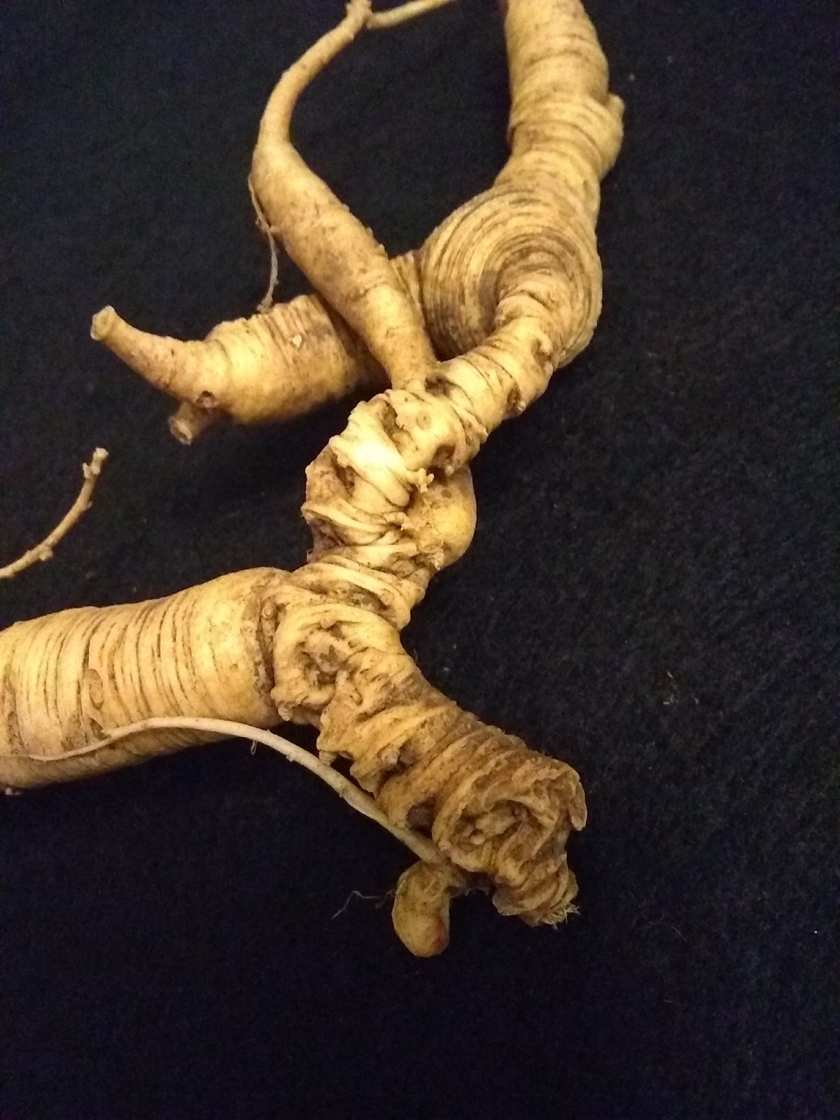 Old Ginseng Root Fresh Certified 100% Wild Wisconsin Root