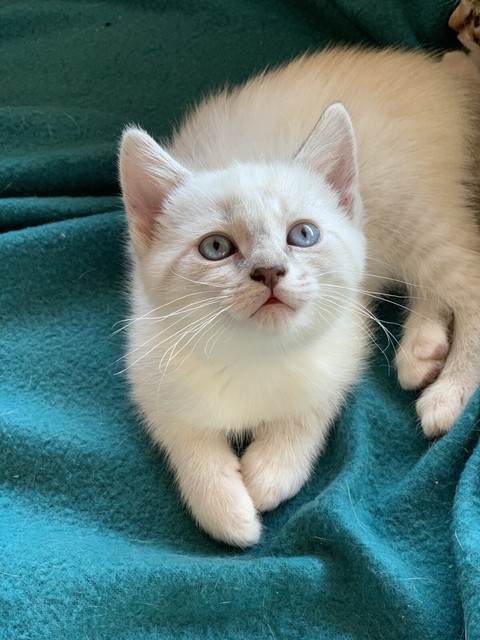 Female Siamese kitten | Cats & Kittens | Gumtree Australia ...