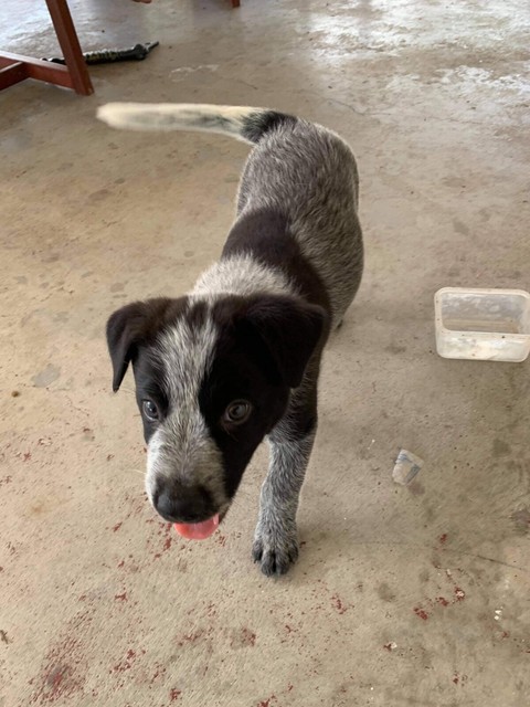 dogs and puppies gumtree