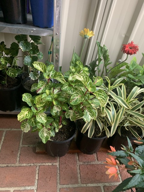 Plant sale !! | Plants | Gumtree Australia Canterbury Area ...