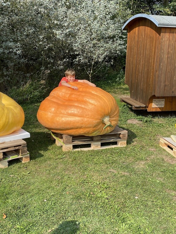 Atlantic Giant RiesenkÃ¼Rbis 521,4kg â ThÃ¼Ringen Meister 2020 - Hda PreistrÃ¤Ger