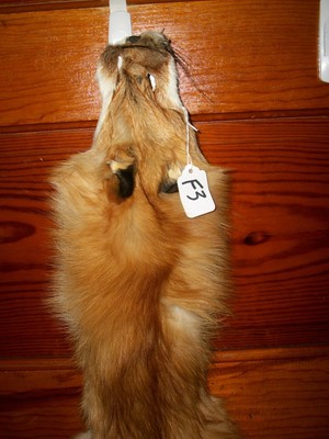 NICE tanned RED FOX HEAVY fur pelt skin taxidermy F3 man cave den cabin decor