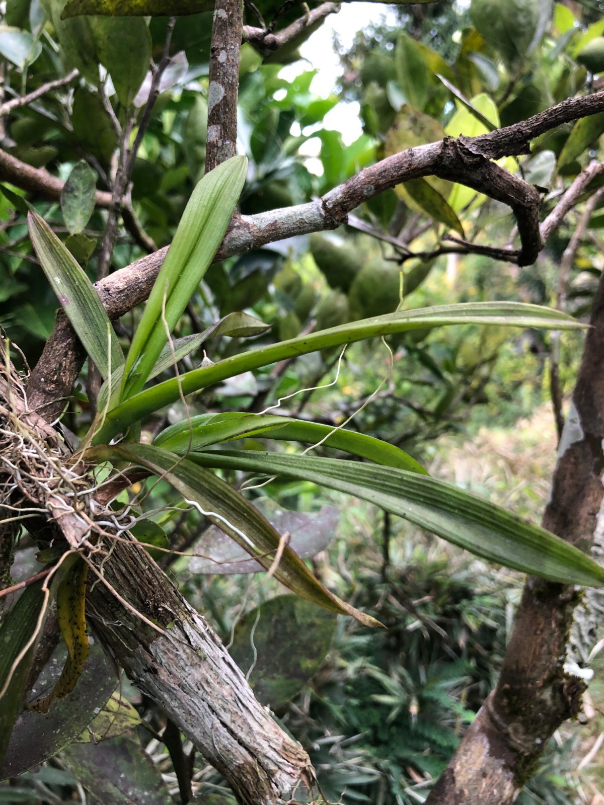 Orchid Plants ionopsis Utricularioides Puerto Rico species