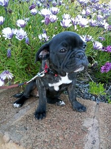 Puppy For Sale French Bulldog Cross Pug Frug Puppy Dogs Puppies Gumtree Australia Perth City Area Perth 1279674377