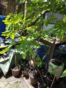 FIG Fruit tree Bayswater Knox Area Preview