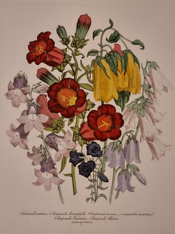 Rare Grande Gravure AquarellÃ©E SignÃ©E Fleurs 3/7 Day & Hagh Botanique