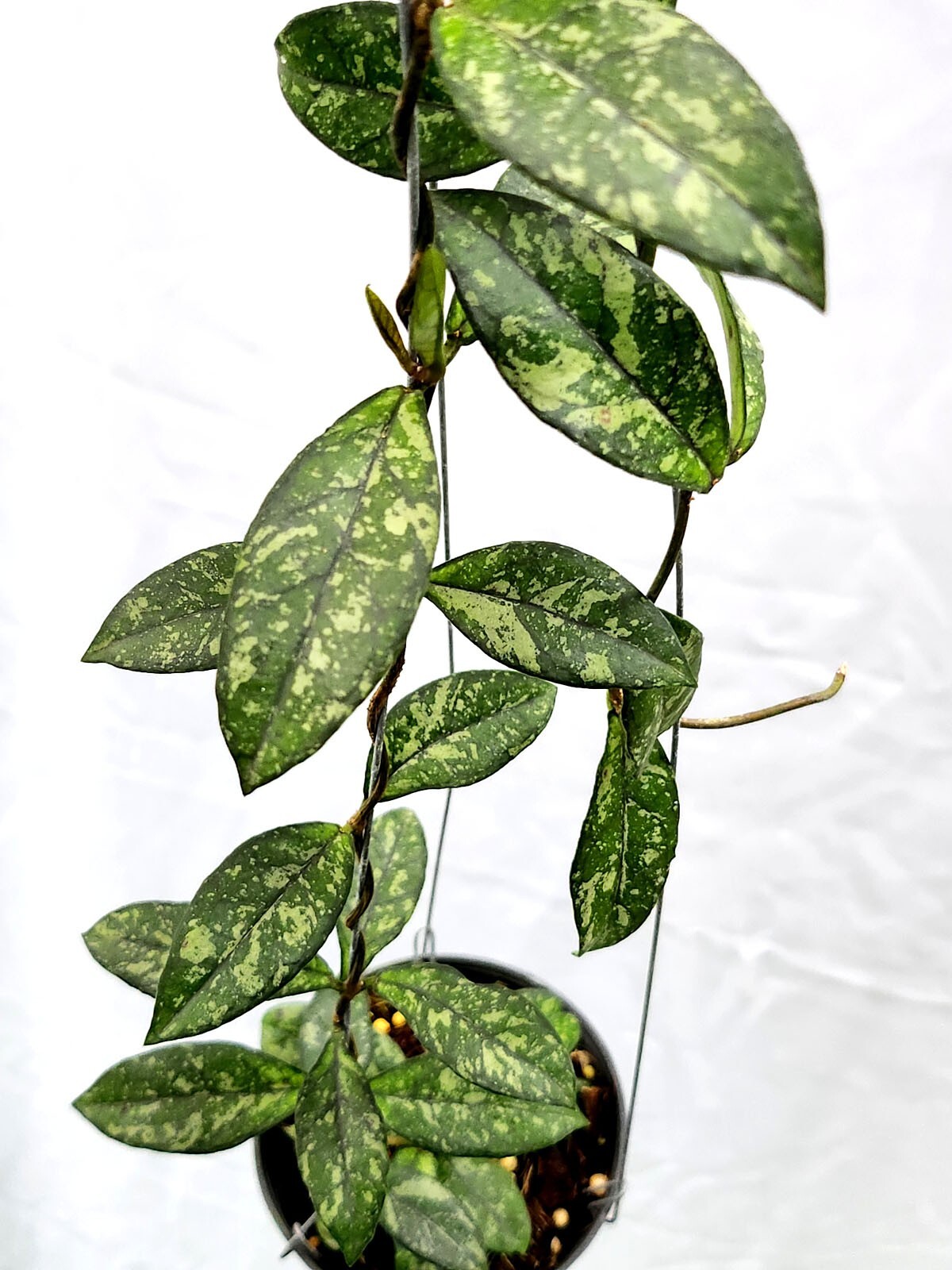 0703＊ホヤ ＊ Hoya ＊ crassipetiolata ＊スプラッシュ Hoya crassipetiolata splash [RJ0102] 1 pot , 1 plant , 10-12