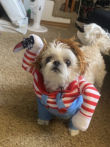 Artikelfoto(s) von einem verifizierten Käufer