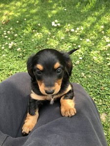 Dachshund Puppy Dogs Puppies Gumtree Australia Latrobe