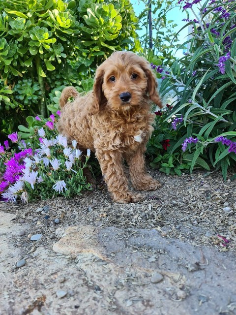 spoodle puppies for sale gumtree