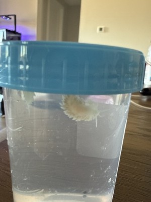 Artikelfoto(s) von einem verifizierten Käufer