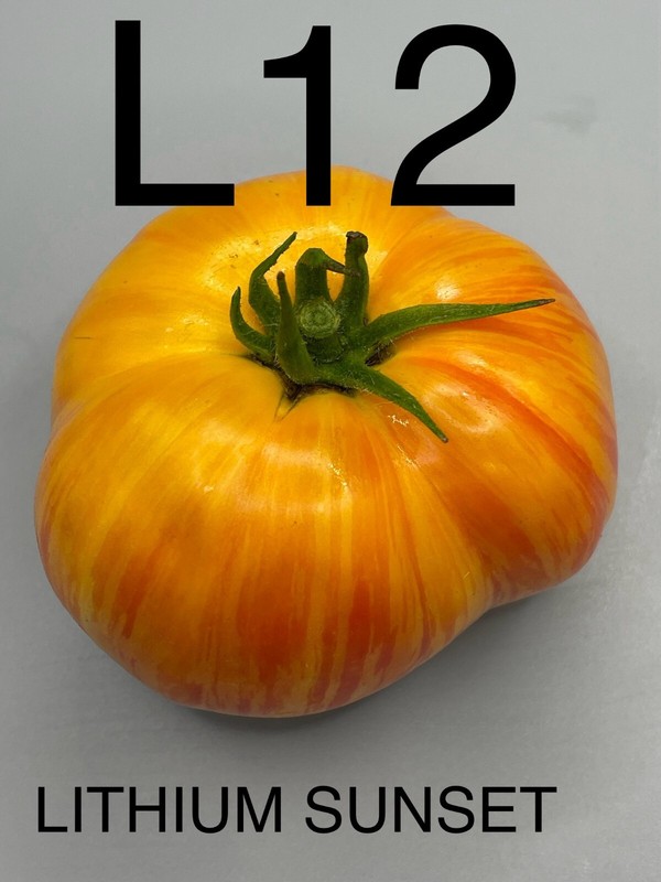 Graine / Seed Tomate Taille Moyenne VariÃ©TÃ© Lithium Sunset