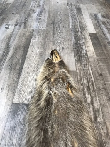 Soft Tanned Raccoon Pelt. XXL Prime. Cabin. Home Decor.