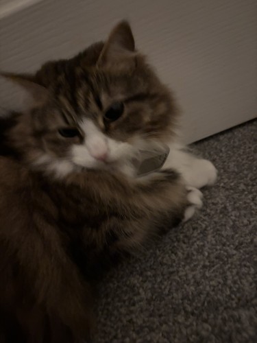 Fotos del artículo de un comprador verificado