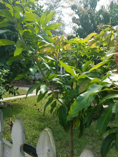 5' Foot Tall Mango Tropical Tree 3 years old Grafted 25 gallons