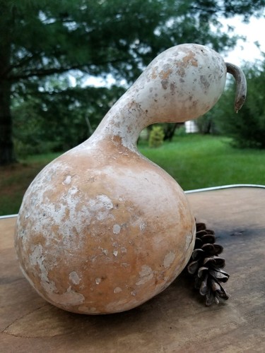 Birdhouse Gourd (Hard and Dried) 9.5