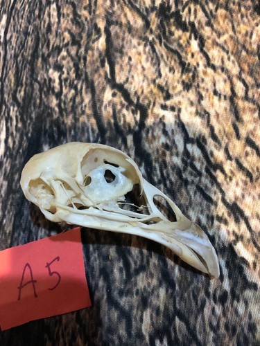 Real XL Pheasant Skull Animal Bone Fowl Unique Gift Christmas Art Bird Hallowe