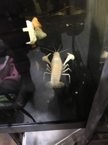 5+1 White Crayfish 1/2