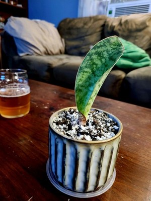 Photos de l'objet d'un acheteur vérifié