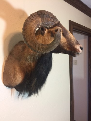 BIG HORN SHEEP TAXIDERMY SHOULDER MOUNT