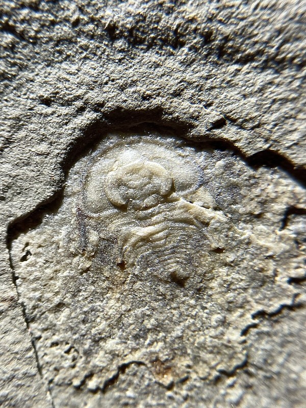 Well-Preserved ‘Olenellus gilberti’ Trilobite Fossil - Lower Cambrian Pioche Fm