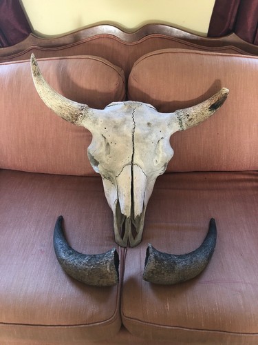 Vintage Taxidermy Buffalo Bison Skull w/  Horns