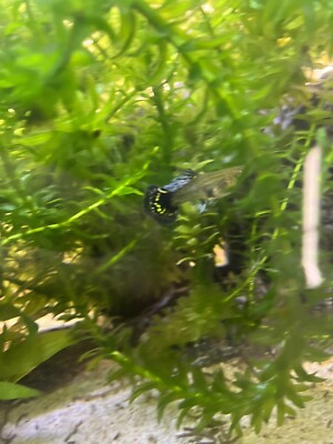 X3 Female|Fish High Quality - Red Dragon Guppies