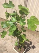 Fig tree  Meadow Heights Hume Area Preview