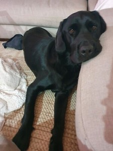 3 YEAR OLD MALE LABRADOR | Dogs & Puppies | Gumtree ...