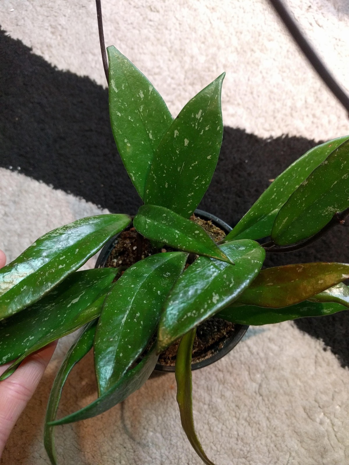 Hoya Pubicalyx 