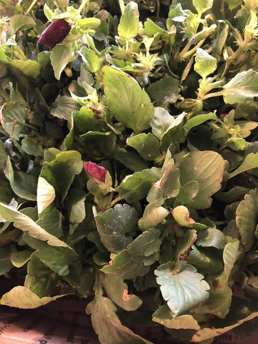 Majestic Giant Pansy Mix Live Plants Qty-10 Per Order 4” Pot